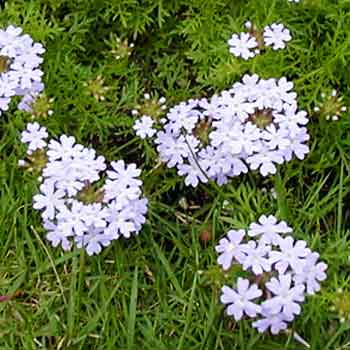 tapian_20040511.jpg